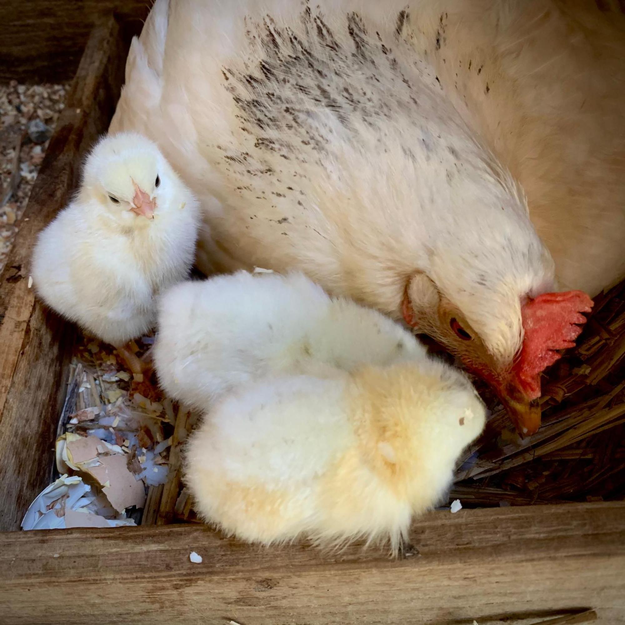 Ferme Gite Le Coeur Des Petits Chenes Saint-Pierre-de-Cole Екстер'єр фото
