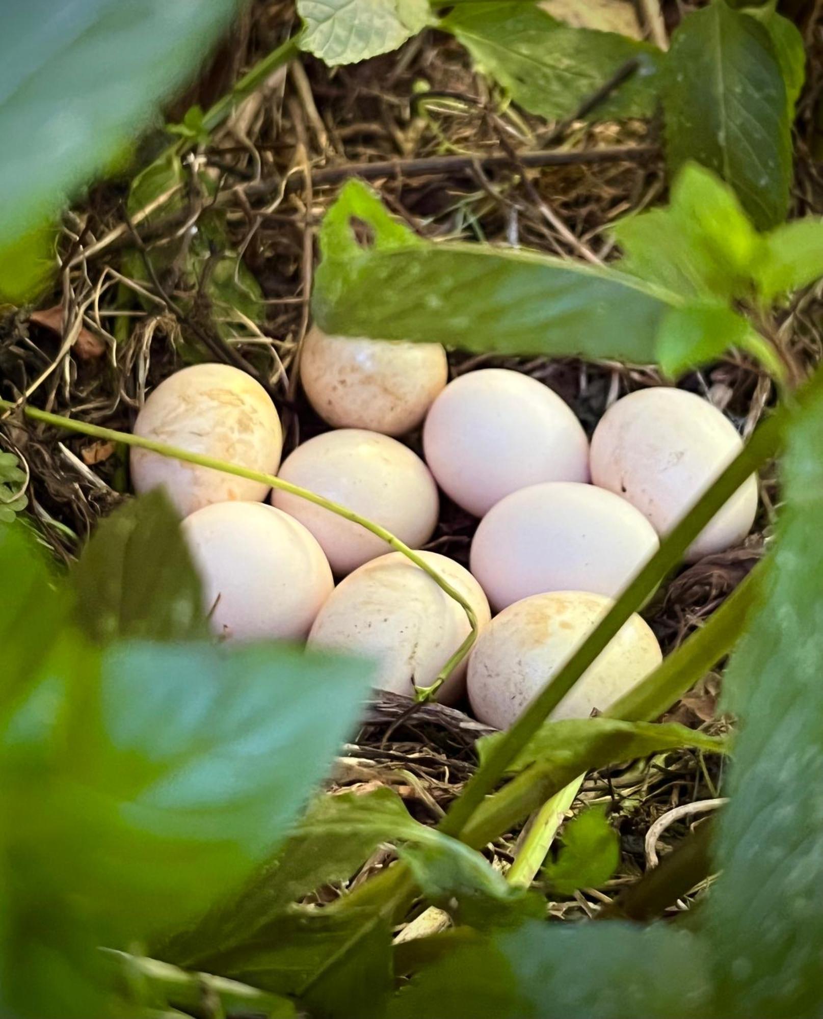 Ferme Gite Le Coeur Des Petits Chenes Saint-Pierre-de-Cole Екстер'єр фото