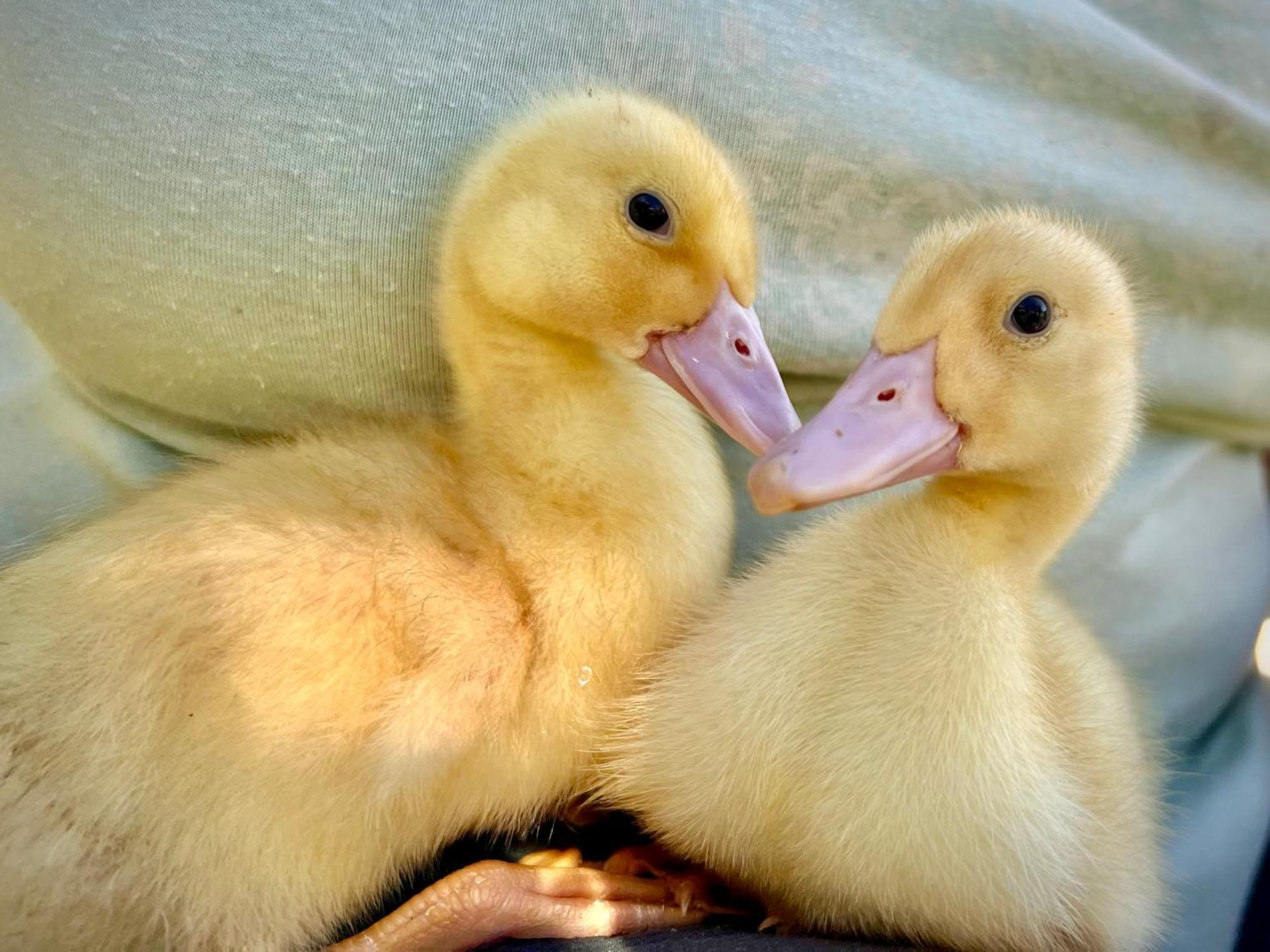 Ferme Gite Le Coeur Des Petits Chenes Saint-Pierre-de-Cole Екстер'єр фото