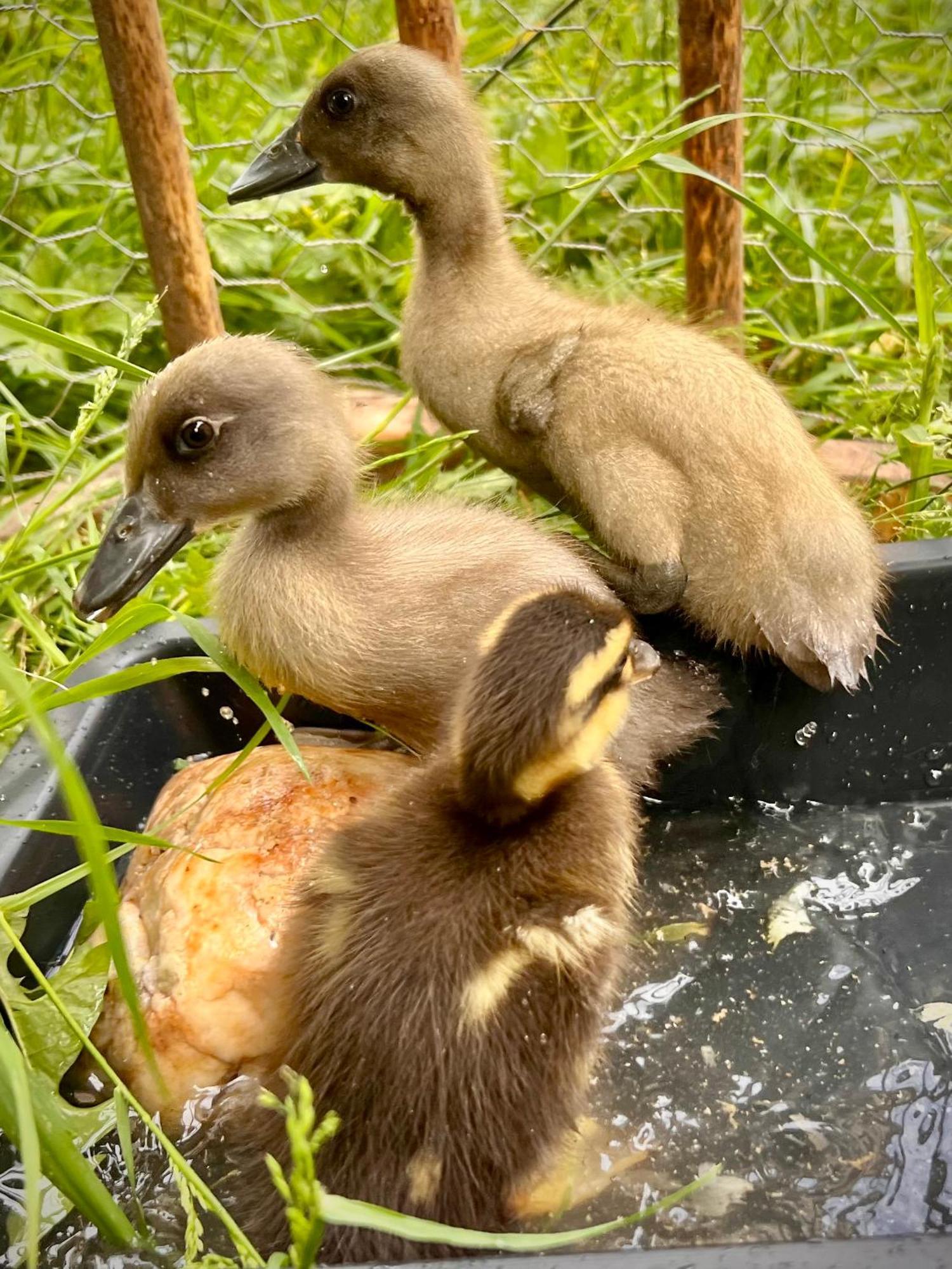 Ferme Gite Le Coeur Des Petits Chenes Saint-Pierre-de-Cole Екстер'єр фото