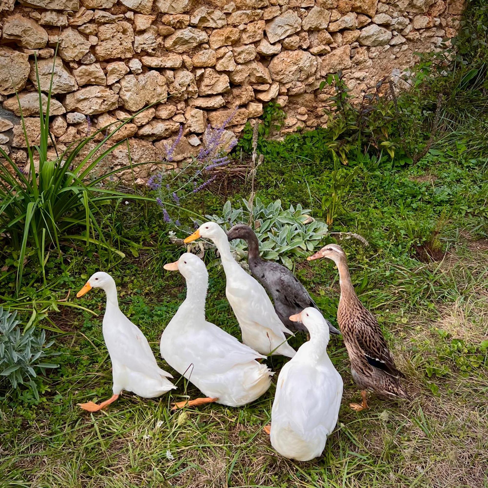 Ferme Gite Le Coeur Des Petits Chenes Saint-Pierre-de-Cole Екстер'єр фото