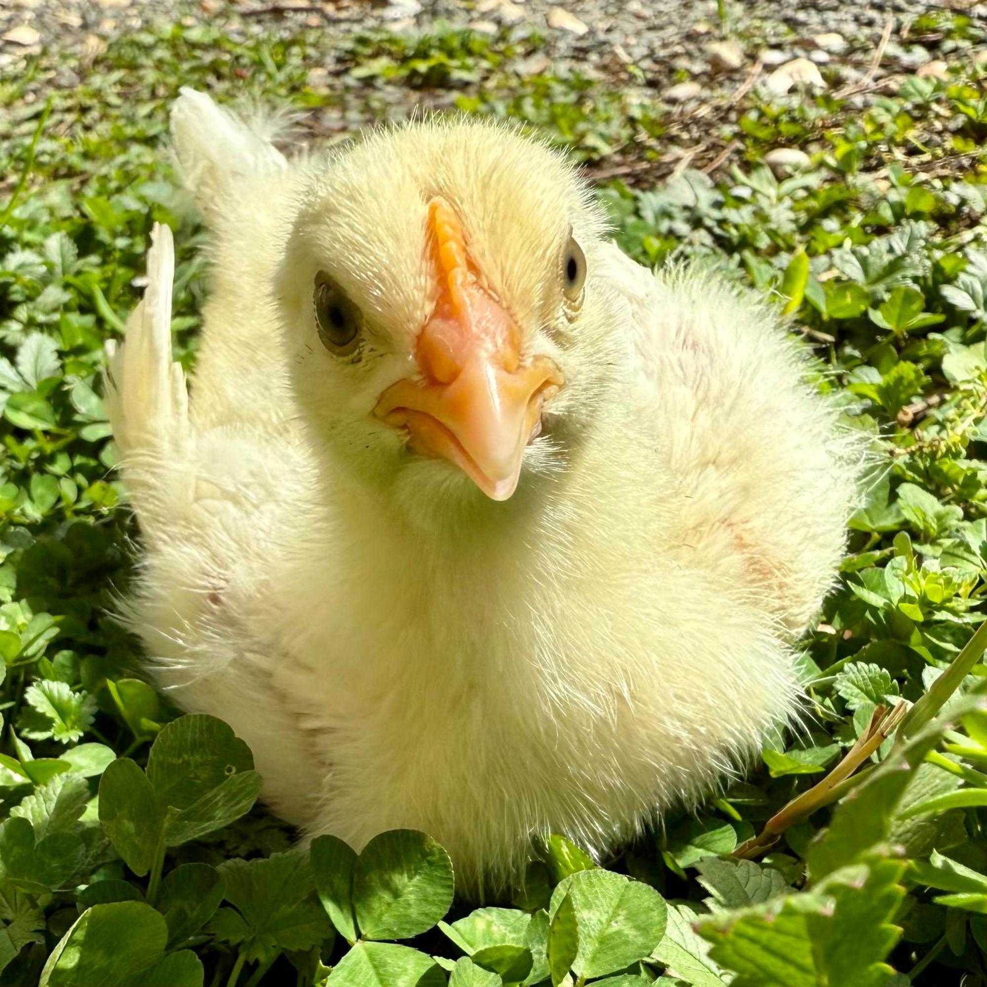 Ferme Gite Le Coeur Des Petits Chenes Saint-Pierre-de-Cole Екстер'єр фото